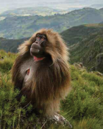 Simien National Park 